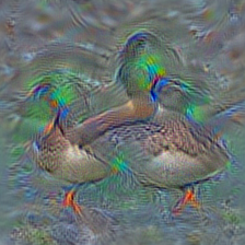 n01847000 drake
